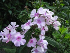Soft Light Lavender Flowers.JPG